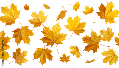 autumn leaves background