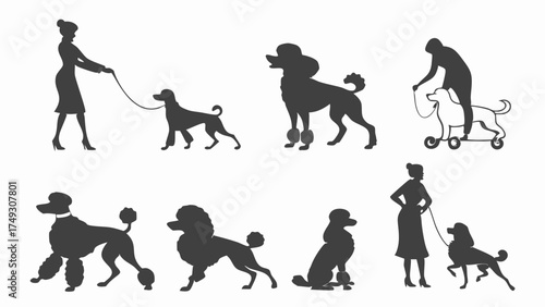 Poodle dog grooming and walking silhouette collection for elegant pet care design
