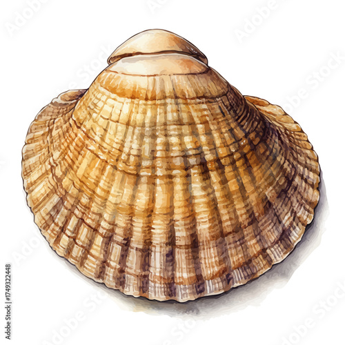 Clam, watercolor drawing vector, isolated on a white background.