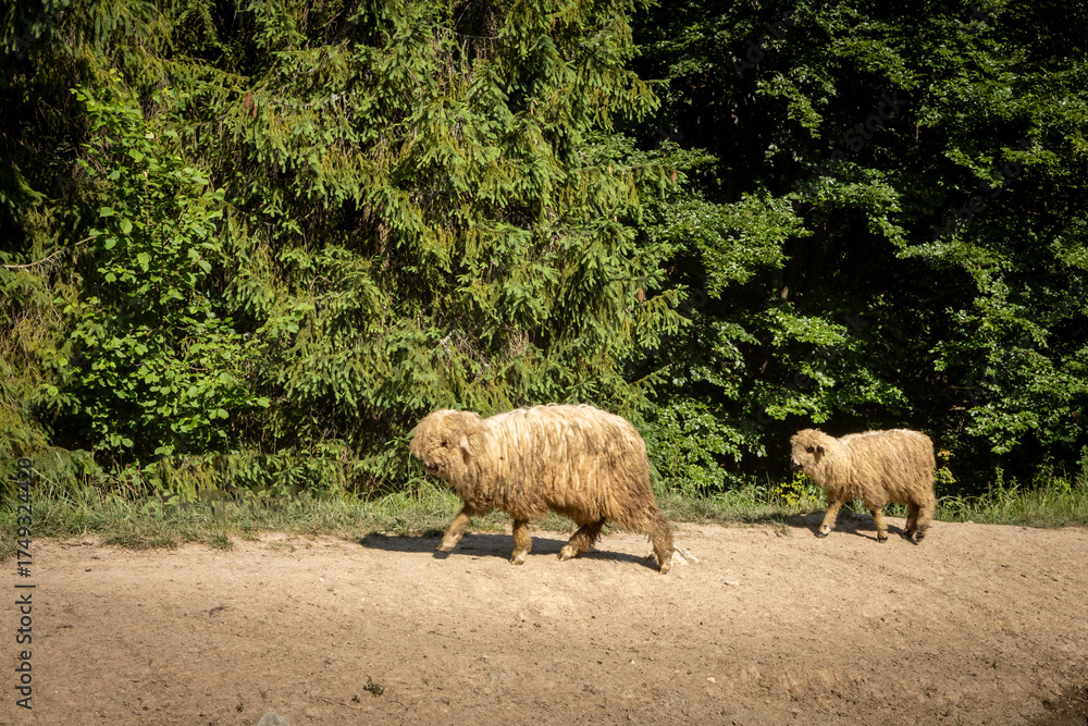 Fototapeta premium A mother sheep with its young walking a forest path in Pieniny mountains, Poland. 