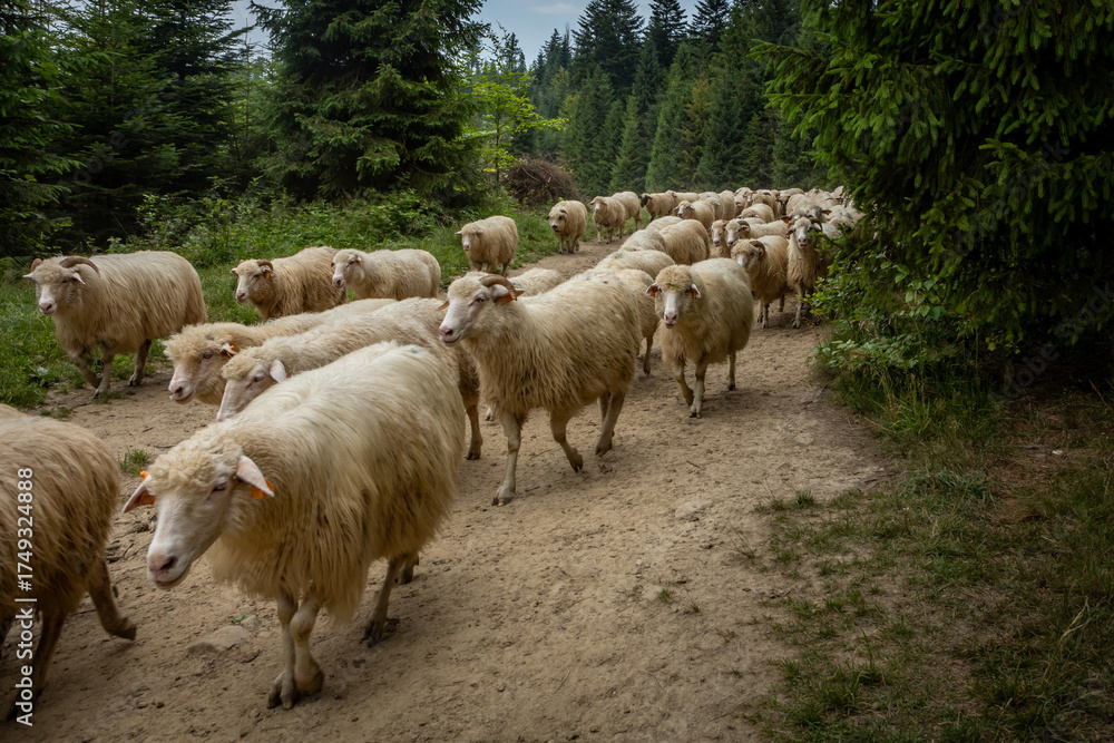 Fototapeta premium A flock of sheep walking a forest path in Pieniny mountains, Poland. 
