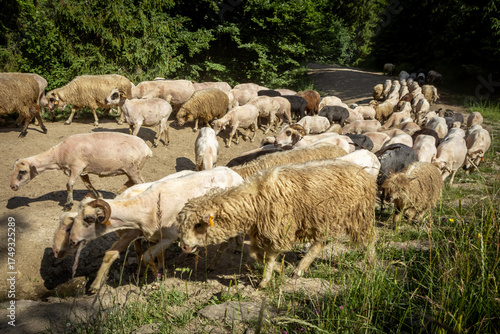 Fototapeta Naklejka Na Ścianę i Meble -  A flock of sheep walking a forest path in Pieniny mountains, Poland. 