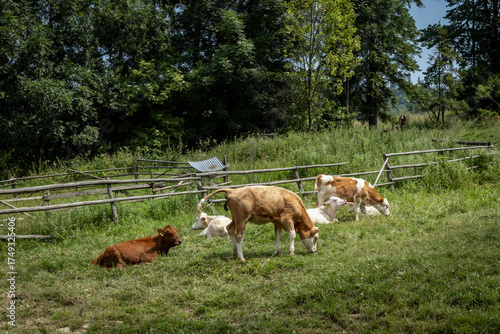 Fototapeta Naklejka Na Ścianę i Meble -  A herd of cattle in a grazing field in Pieniny mountains, Poland. 