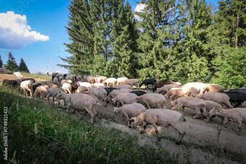 A flock of sheep walking a forest path in Pieniny mountains, Poland. 