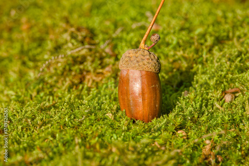 Wallpaper Mural Detailed acorn on a mossy stone captured in warm autumn tones Torontodigital.ca
