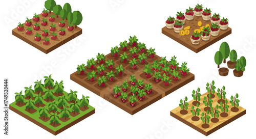 Isometric garden plots with vegetables and berries in modular layout