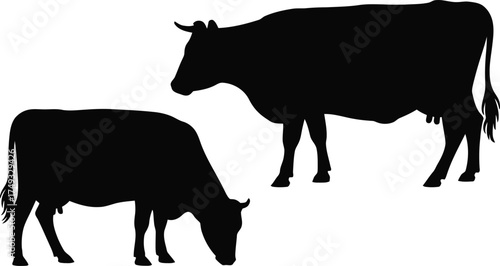 Black cow silhouettes grazing and standing cattle animal
