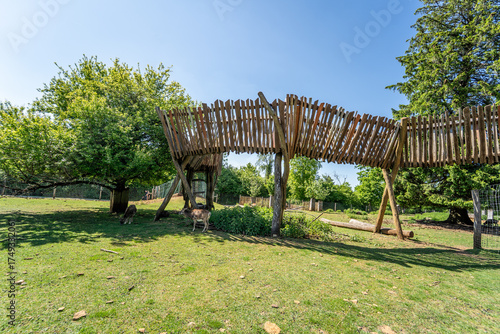 Cerf dans un enclos herbeux à Escher Deierepark, Luxembourg