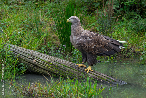 White-tailed eagle / Eurasian sea eagle / erne (Haliaeetus albicilla) adult perched on fallen tree trunk over water in lake