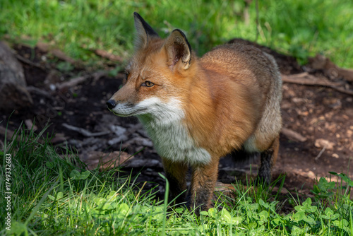 Wallpaper Mural Hunting red fox (Vulpes vulpes) stalking prey in grassland / meadow at edge of forest Torontodigital.ca