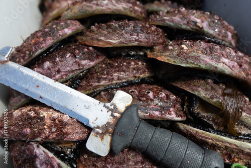 South West Tasmania Abalone