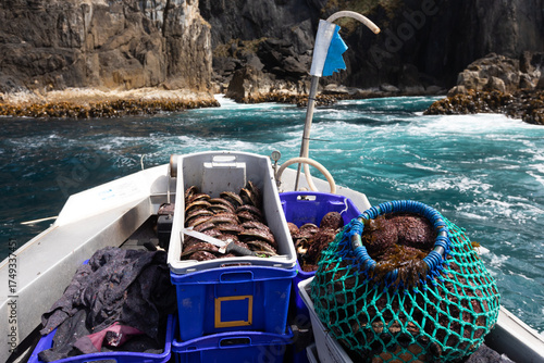 South West Tasmania Abalone