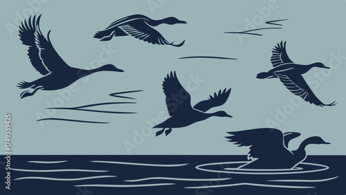 Monochrome vector illustration of dark blue flying and swimming geese silhouettes. Vintage waterfowl birds in flight and on water, minimalist nature art.