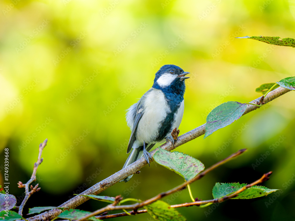 Obraz premium 枝にとまるシジュウカラ