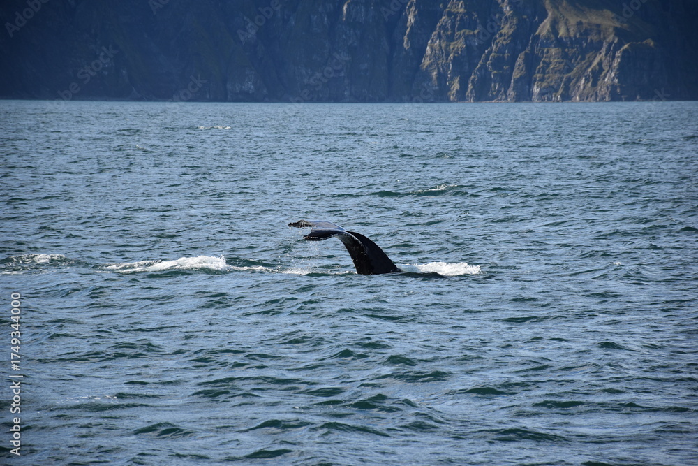 Fototapeta premium Humpback Whale