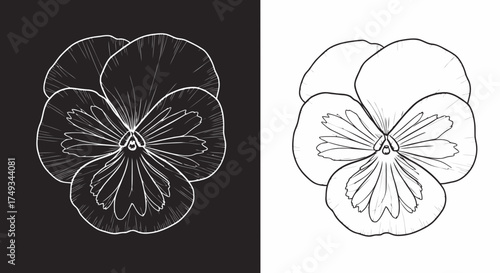 Detailed outline illustration of a pansy flower in silhouette style on black and white backgrounds