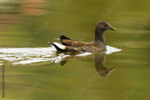 duck in the water