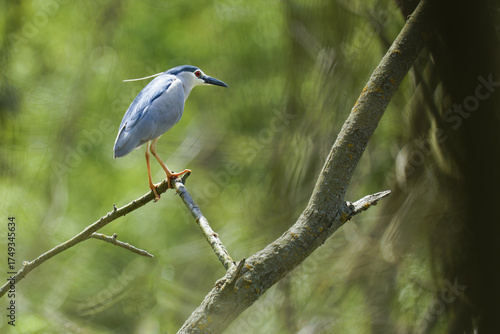 great blue heron