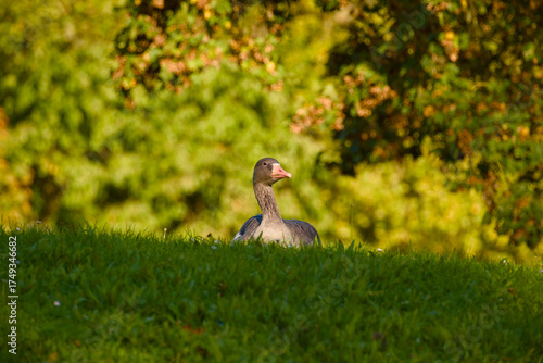 Wallpaper Mural Greylag goose on grass during warm autumn evening Torontodigital.ca