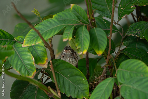 a nestling Eurasian tree sparrow that has fallen to its nest and calling for help of its parents