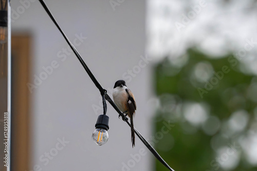 a long tailed shrike hanging on a string of light bulbs while scouting for food