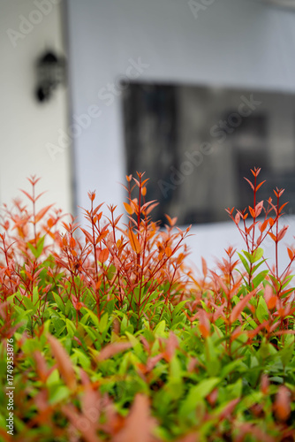 a lush foilage of red eugenia from a low angle
