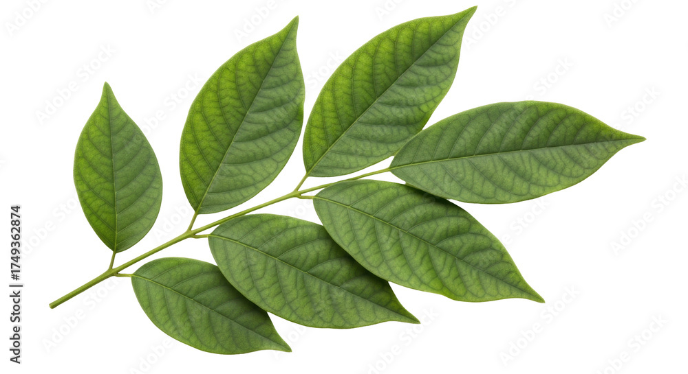 Fototapeta premium Isolated branch of green leaves, foliage close-up, lush leaves of a tropical plant, herb