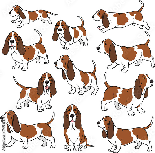 Basset Hound Breed Illustrations for clipart Dog white color background 
