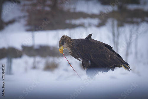 red tailed hawk eating