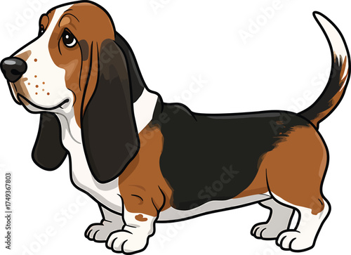 Basset Hound Breed Illustrations for clipart Dog white color background 
