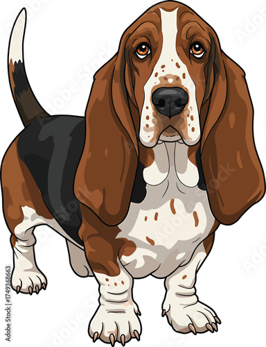 Basset Hound Breed Illustrations for clipart Dog white color background 
