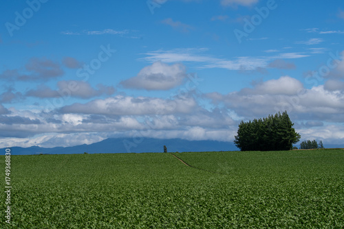 Wallpaper Mural Mt. Shari seen across the vast fields Torontodigital.ca