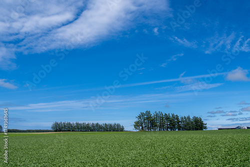 Wallpaper Mural Fields and forests under the blue sky Torontodigital.ca
