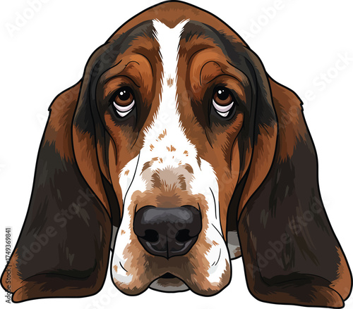 Basset Hound Breed Illustrations for clipart Dog white color background 
