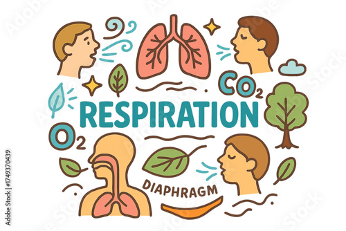 Respiration Doodle Illustration. Respiration. Hand-drawn doodle illustration of Respiration. lungs, nose,