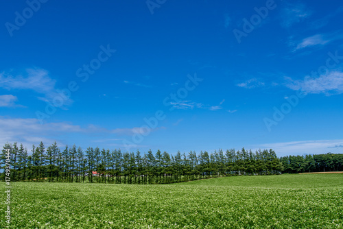 Wallpaper Mural Potato fields and windbreaks under the blue sky Torontodigital.ca