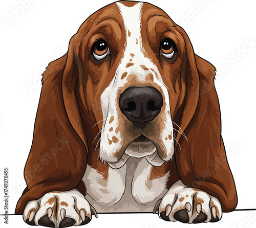 Basset Hound Breed Illustrations for clipart Dog white color background 
