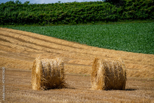 Wallpaper Mural Golden hay rolls lined up in a field after harvest Torontodigital.ca
