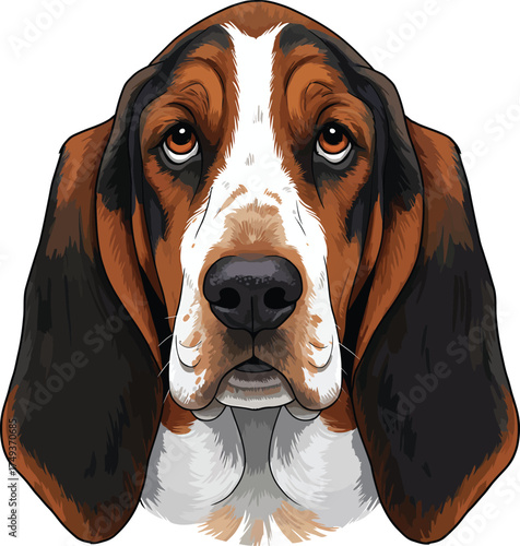 Basset Hound Breed Illustrations for clipart Dog white color background 
