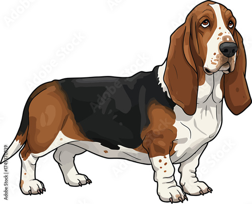 Basset Hound Breed Illustrations for clipart Dog white color background 
