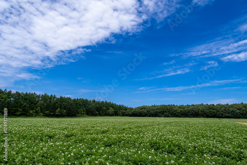Wallpaper Mural Scenery of a field of potato flowers and the summer sky Torontodigital.ca