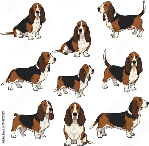 Basset Hound Breed Illustrations for clipart Dog white color background 
