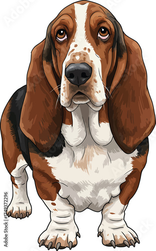 Basset Hound Breed Illustrations for clipart Dog white color background 
