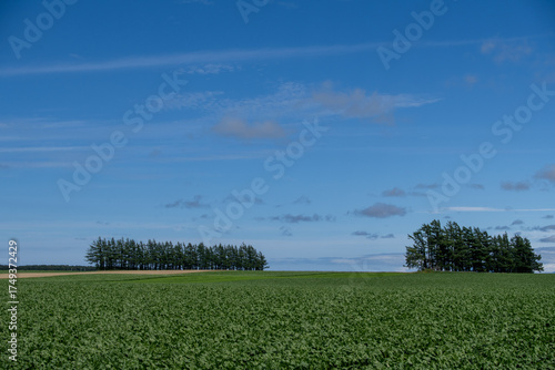 Wallpaper Mural Scenery of fields and neatly lined forests under the blue sky Torontodigital.ca