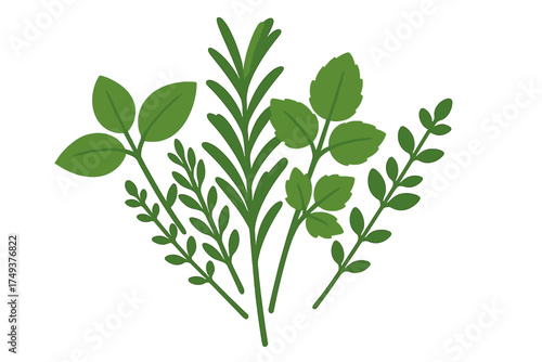 Fresh green culinary herbs arrangement including rosemary basil and thyme for cooking and seasoning