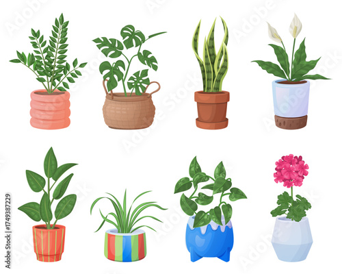 Houseplants set vector illustration
