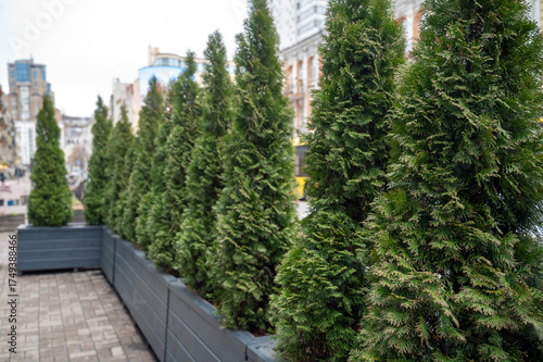 Quadro su tela Three evergreen trees in modern planters brighten a rooftop garden in an urban setting