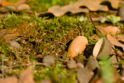 Wallpaper Mural Acorn lying on moss among fallen autumn leaves Torontodigital.ca