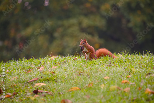 Wallpaper Mural Squirrel sitting on a green hill with a walnut in mouth among autumn leaves in morning light Torontodigital.ca