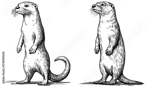 An otter sitting is captured in a detailed black and white silhouette, emphasizing its whiskers